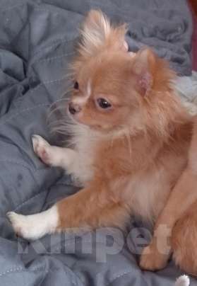 Собаки в Москве: Щенок чихуахуа Девочка, 25 000 руб. - фото 4