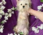 Собаки в Москве: Йорк мини девочка золотая игривая Девочка, 70 000 руб. - фото 2