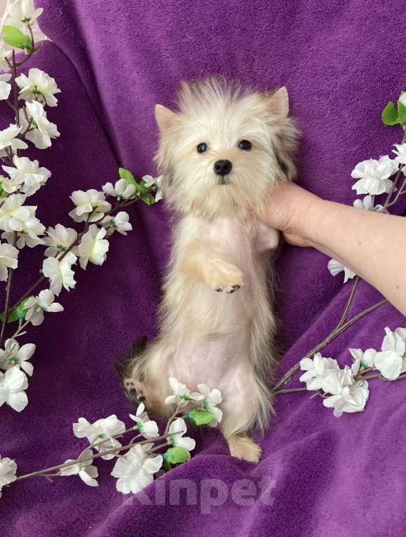 Собаки в Москве: Йорк мини девочка золотая игривая Девочка, 70 000 руб. - фото 2