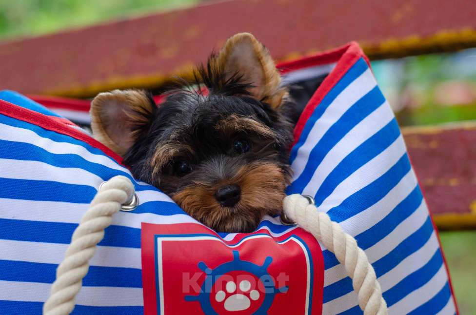 Собаки в Москве: Йорк мальчик Мальчик, Бесплатно - фото 3