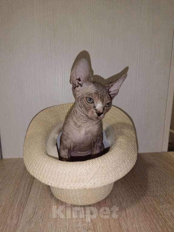 Кошки в Москве: Тигровая  Девочка, 45 000 руб. - фото 10