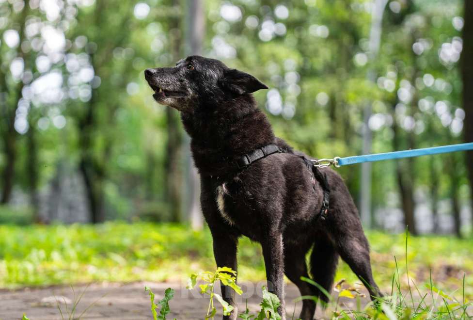 Собаки в Москве: Небольшой и скромный мальчик Мальчик, Бесплатно - фото 4