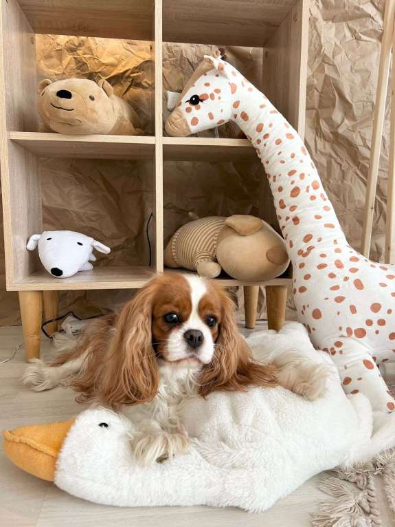 Собаки в Иваново: Кавалер Кинг Чарльз спаниель Мальчик, Бесплатно - фото 5