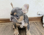 Собаки в Белореченске: Французский бульдог Мальчик, Бесплатно - фото 1