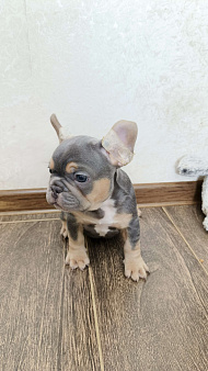 Французский бульдог