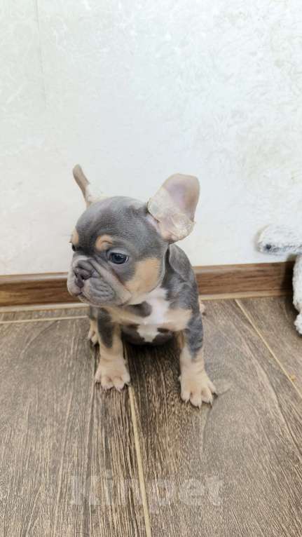 Собаки в Белореченске: Французский бульдог Мальчик, Бесплатно - фото 1