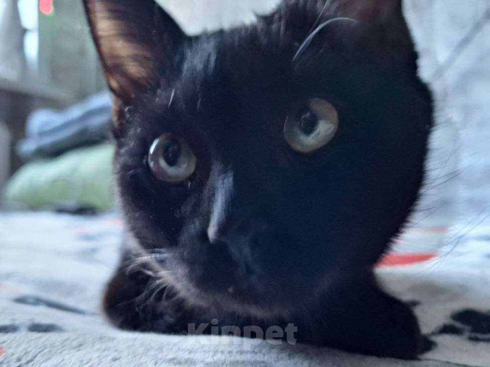 Кошки в Липецке: Черная как тень - Эшли Девочка, Бесплатно - фото 5