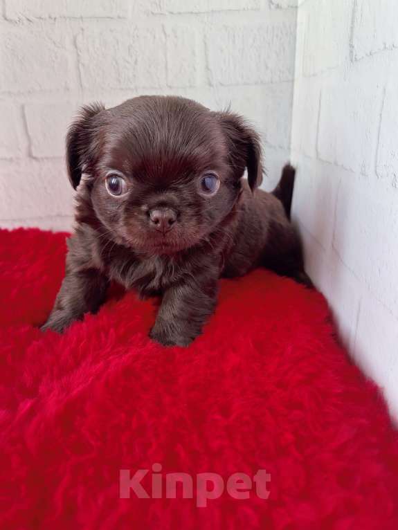 Собаки в Санкт-Петербурге: Шоколадный малыш Мальчик, 60 000 руб. - фото 2
