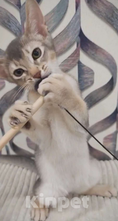 Кошки в Москве: Голубой абиссинец Мальчик, 55 000 руб. - фото 3