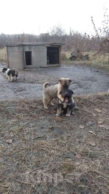 Собаки в Мыске: Щенок лайки Девочка, Бесплатно - фото 1