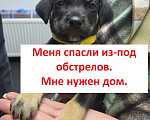 Собаки в Москве: Щенка спасли из-под обстрелов. А куда дальше? Девочка, Бесплатно - фото 1