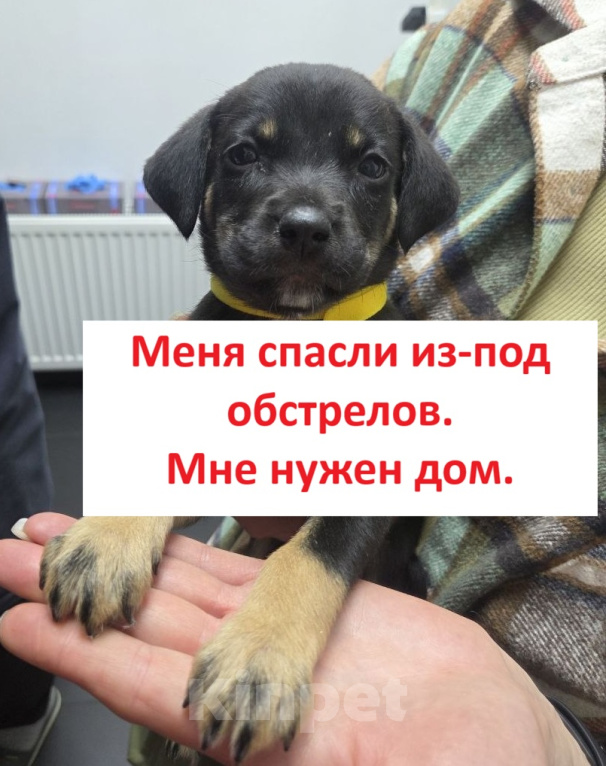 Собаки в Москве: Щенка спасли из-под обстрелов. А куда дальше? Девочка, Бесплатно - фото 1
