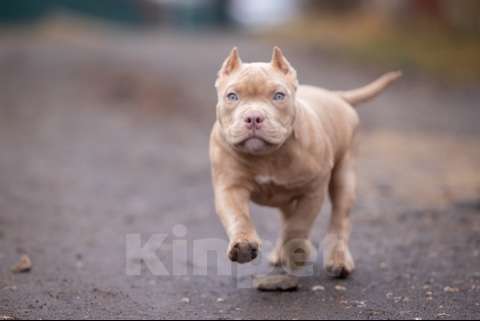 Собаки в Домодедово: Американский Булли микро Девочка, 70 000 руб. - фото 3