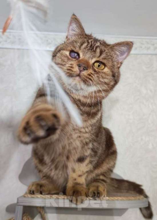 Кошки в Москве: Кения ищет дом Девочка, Бесплатно - фото 3