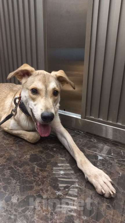 Собаки в Москве: Идеальный щенок для хозяев без опыта Мальчик, 1 руб. - фото 2