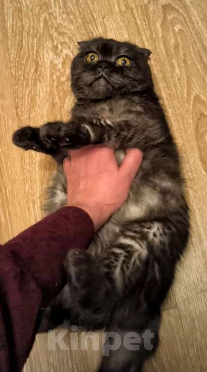 Кошки в Москве: Ласковая старушка Чучундра Девочка, Бесплатно - фото 6