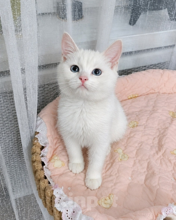 Кошки в Москве: Котенок Севара ищет дом Девочка, Бесплатно - фото 1