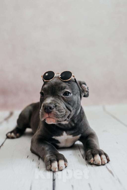 Собаки в Иркутске: Американский булли Мальчик, 120 000 руб. - фото 9