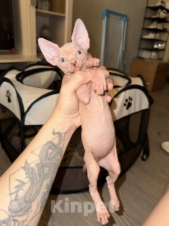 Кошки в Одинцово: Продадим прекрасных котят в добрую, любящую семью Разнополые, 15 000 руб. - фото 5