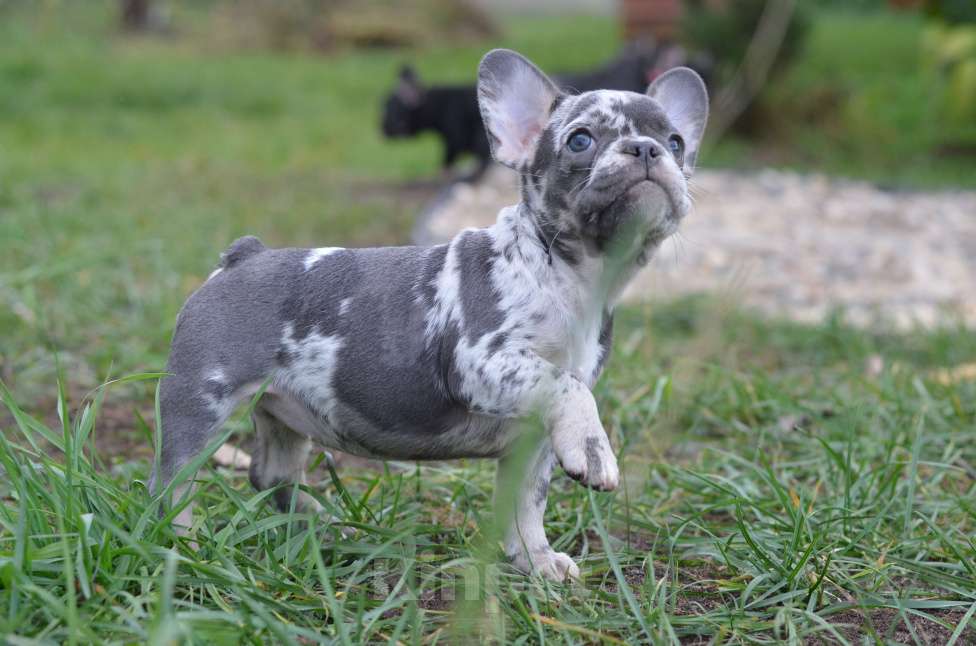 Собаки в Москве: Летние щенки Девочка, 65 000 руб. - фото 7
