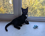 Кошки в Москве: Котенок - в добрые руки Мальчик, Бесплатно - фото 2