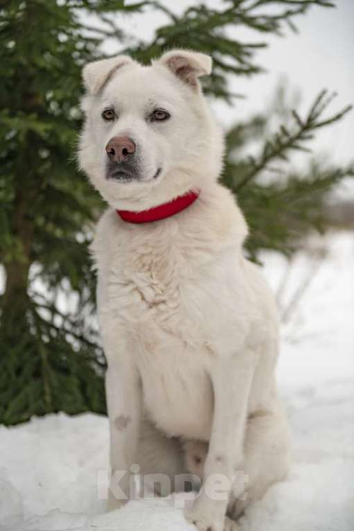 Собаки в Москве: Розовоносый метис лабрадора Бадди в добрые руки Мальчик, Бесплатно - фото 4