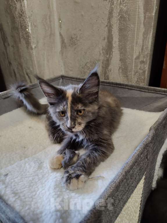 Кошки в Санкт-Петербурге: Голубокремовая девочка Девочка, Бесплатно - фото 1