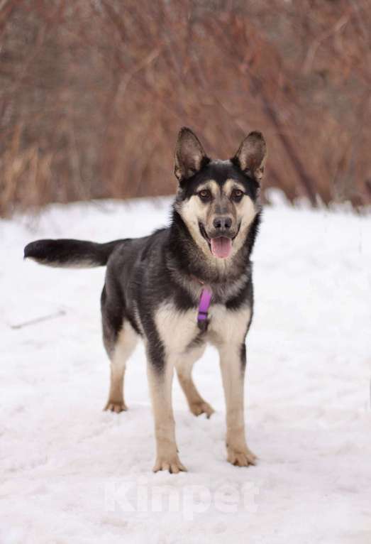 Собаки в Москве: Тайми очень спокойная девочка, в поисках любящей семьи Девочка, Бесплатно - фото 5
