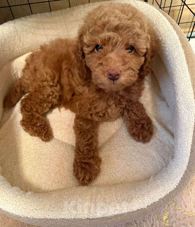 Собаки в Казани: Мальтипу, щенок Мальчик, 80 000 руб. - фото 3