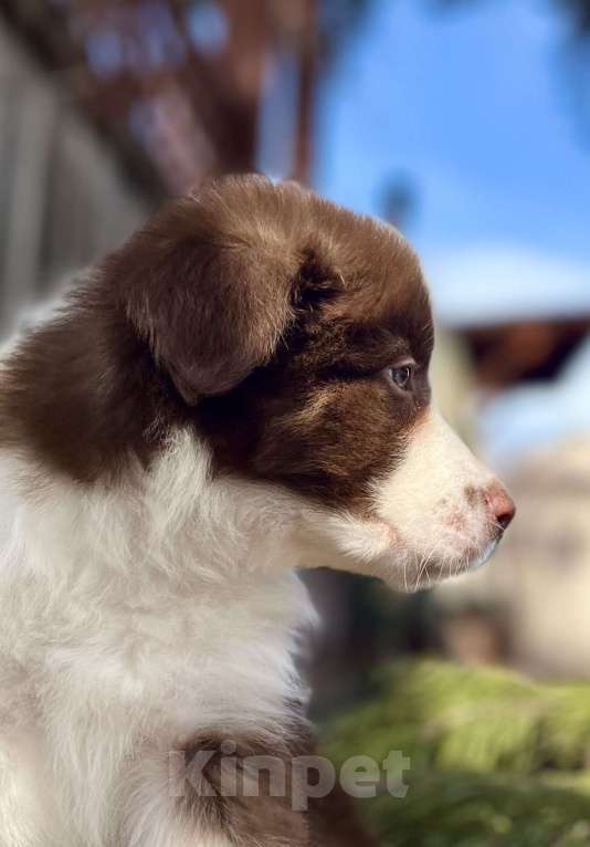 Собаки в других городах Алтайского края: Щенок Бодер Колли Мальчик, 160 000 руб. - фото 3