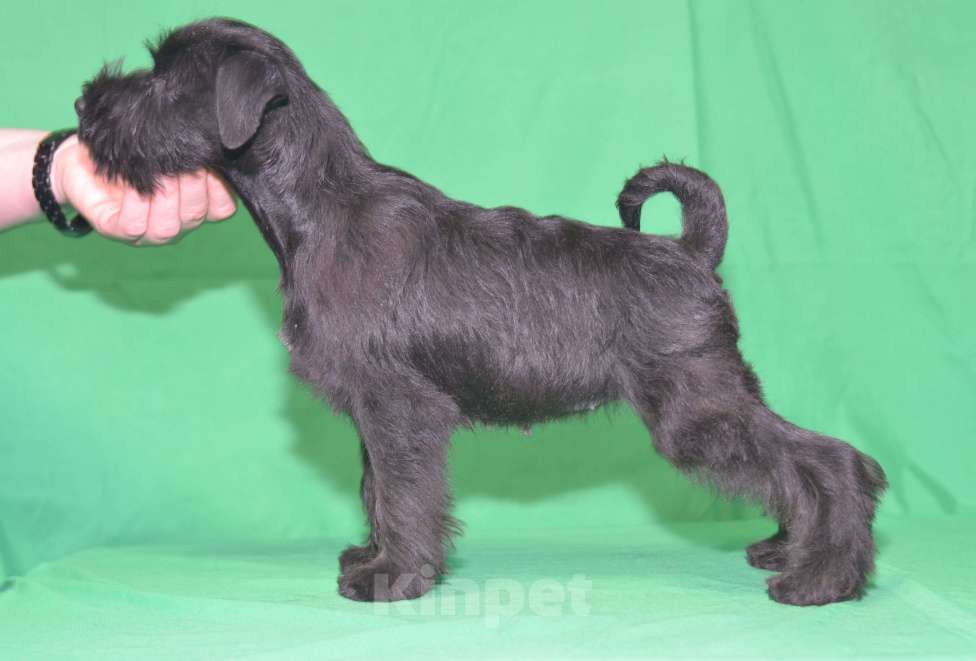 Собаки в Калуге: цвергшнауцер черного окраса Девочка, 60 000 руб. - фото 7