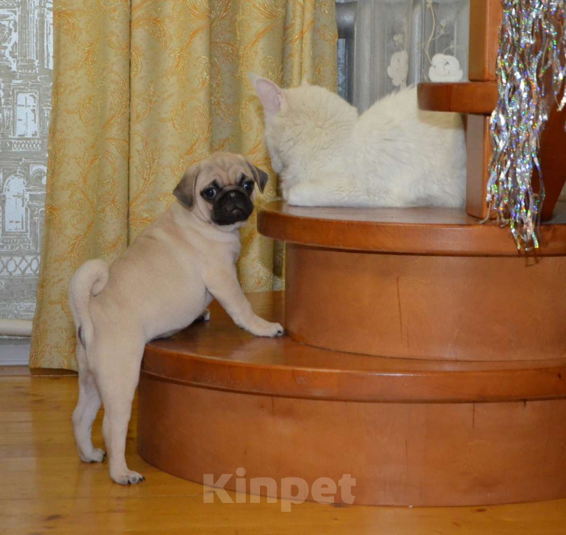 Собаки в Твери: Малышка мопса Девочка, 35 000 руб. - фото 5