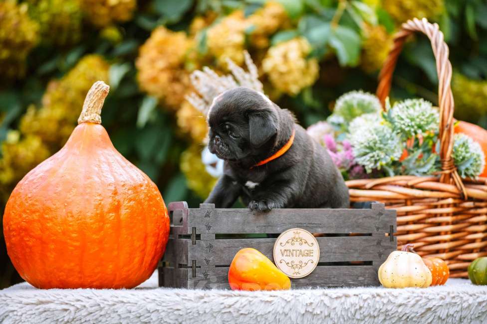 Собаки в Новосибирске: Мопс Сейлор Мун Девочка, 60 000 руб. - фото 3