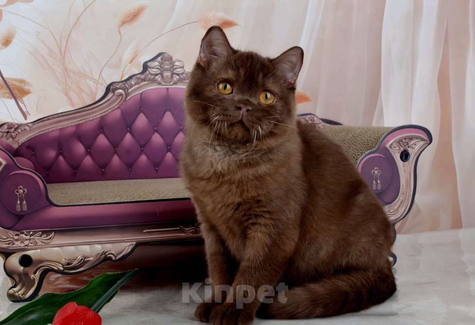Кошки в Санкт-Петербурге: Британский котик вкусного окраса шоколад Мальчик, 45 000 руб. - фото 4
