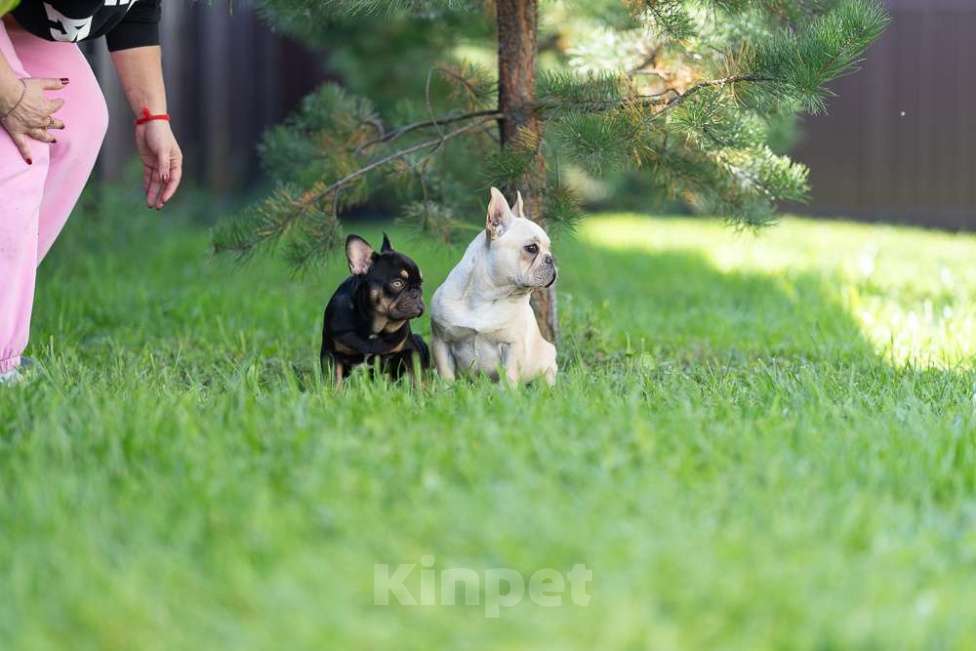 Собаки в других городах Московской области: Маленькая компактная девочка Девочка, 100 000 руб. - фото 2