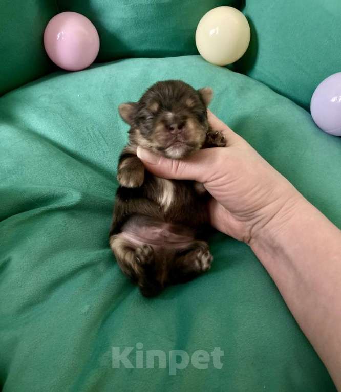 Собаки в Москве: Блю мерле йорк мальчик стандарт под резерв Мальчик, Бесплатно - фото 1