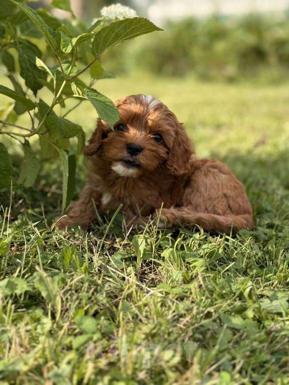 Собаки в Москве: Кавапу щенок девочка Девочка, Бесплатно - фото 7
