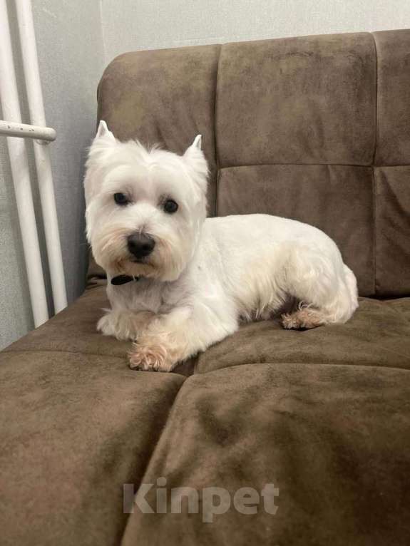 Собаки в других городах Тверской области: Потерялась собака  Девочка, 10 000 руб. - фото 1