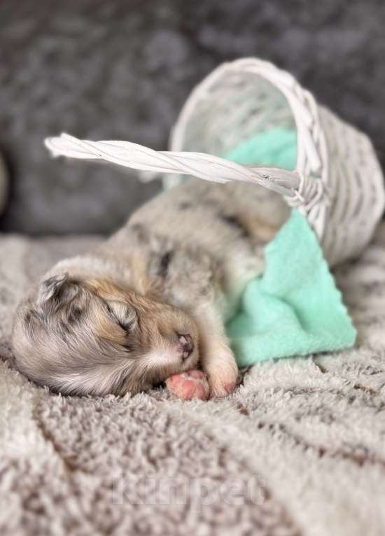 Собаки в Москве: Девочка австралийская овчарки щенок Девочка, Бесплатно - фото 2