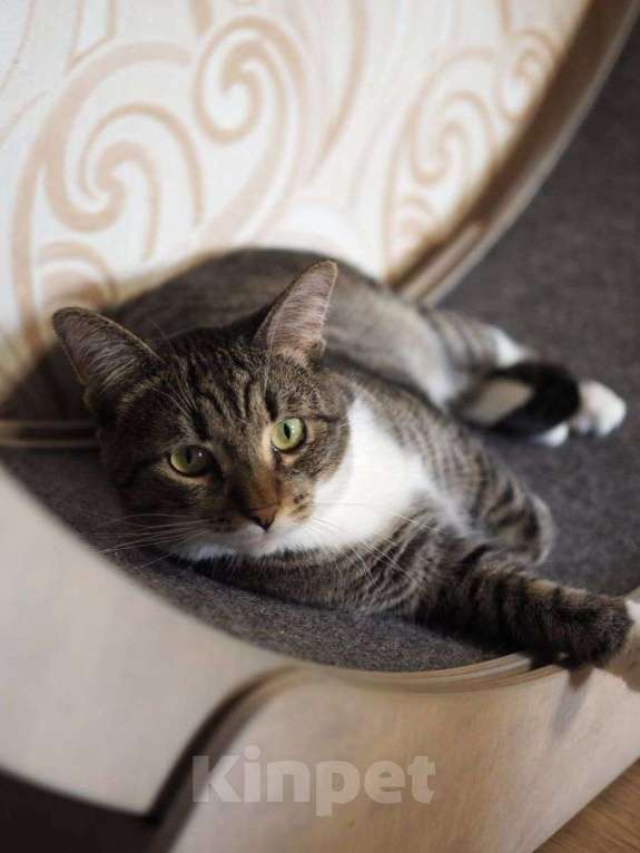 Кошки в Москве: Урчик ищет дом Девочка, Бесплатно - фото 2