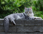 Кошки в Новосибирске: Мейн-кун Мальчик, Бесплатно - фото 1