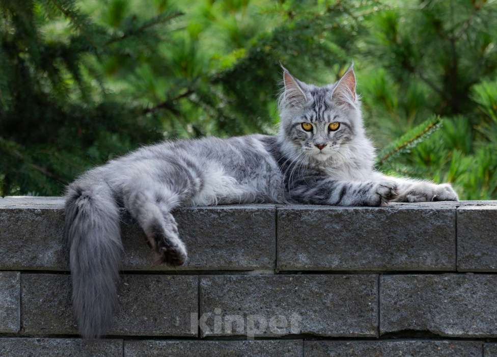 Кошки в Новосибирске: Мейн-кун Мальчик, Бесплатно - фото 1