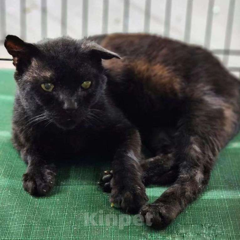 Кошки в Москве: Трюфеля не хотят забирать из-за внешности Мальчик, Бесплатно - фото 3
