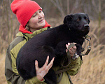 Собаки в Москве: Черника ищет свой дом  Девочка, Бесплатно - фото 8