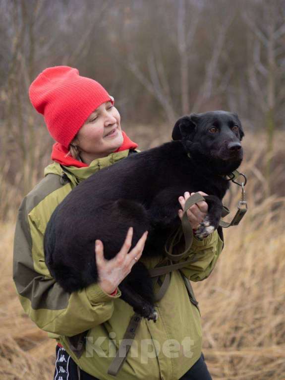 Собаки в Москве: Черника ищет свой дом  Девочка, Бесплатно - фото 8
