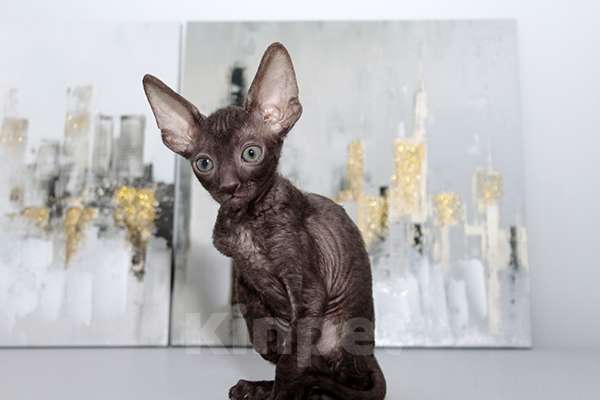 Кошки в Москве: котята из питомника Корнелита Мальчик, 80 000 руб. - фото 3