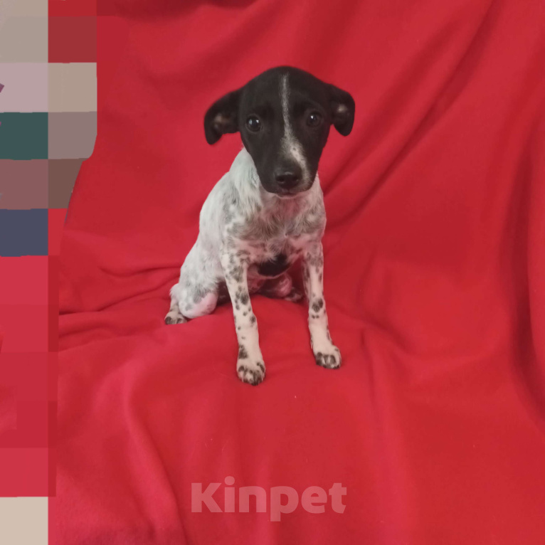 Собаки в Санкт-Петербурге: Щенок в добрые руки  Девочка, Бесплатно - фото 2