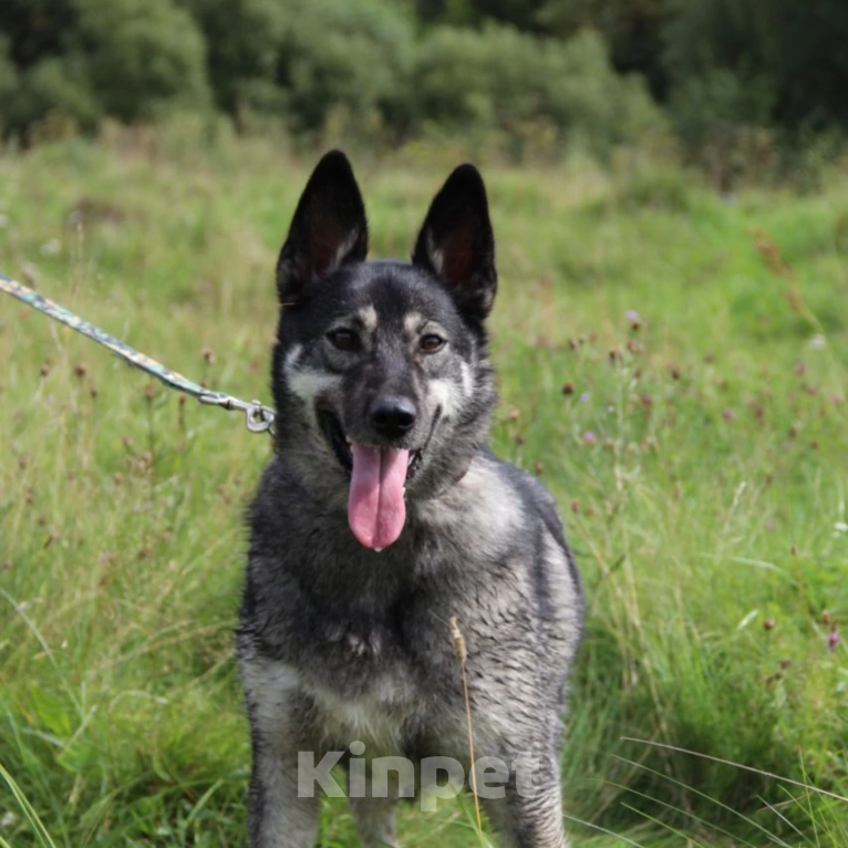Собаки в Москве: Собака в добрые руки Мальчик, Бесплатно - фото 1