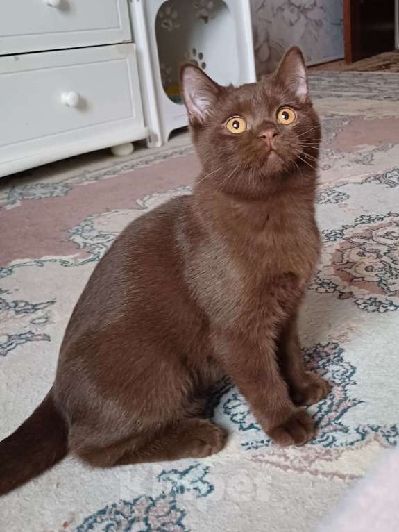 Кошки в Подольске: Британские котята Мальчик, 35 000 руб. - фото 2