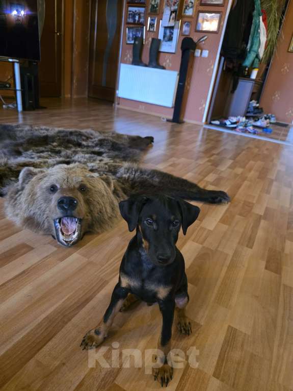 Собаки в Приозерске: Предлагаютcя для бронирования щенки  Мальчик, 20 000 руб. - фото 3